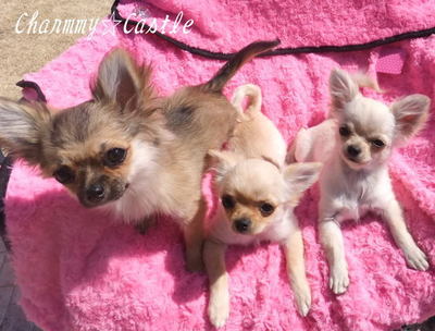 2011.03.17.jpg