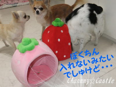 2012.01.09-.jpg