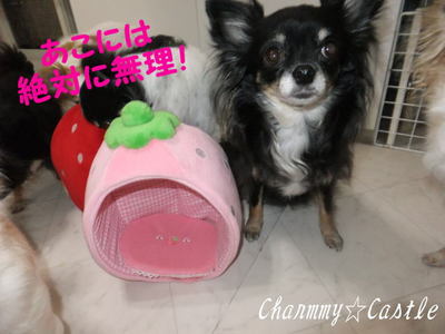 2012.01.09-5.jpg