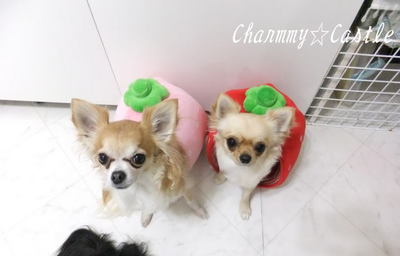 2012.01.09-8.jpg
